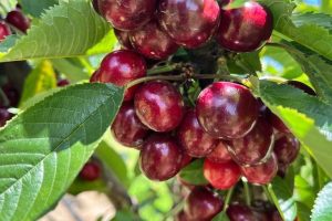 Cherry – quả anh đào giàu dinh dưỡng