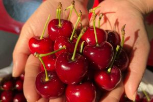 Cherry – Trái cây nhập khẩu